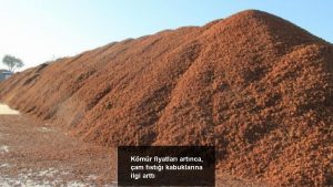 komur-fiyatlari-artinca-cam-fistigi-kabuklarina-ilgi-artti-cEYSGIPh.jpg
