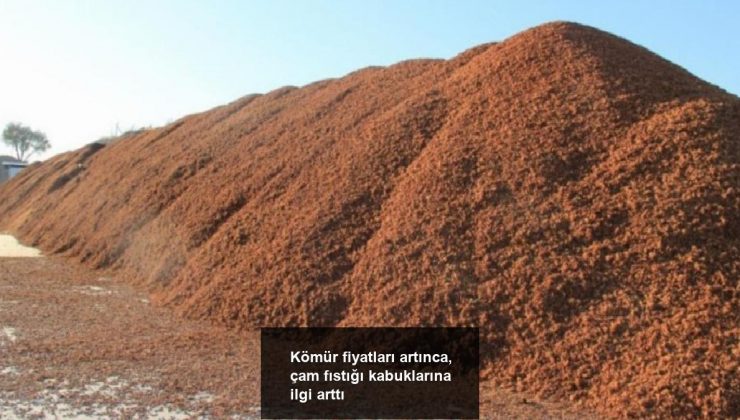 Kömür fiyatları artınca, çam fıstığı kabuklarına ilgi arttı