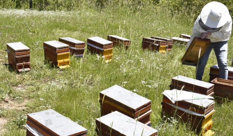 BİTLİS BALI PARİS’TE ALTIN BAL ÖDÜLÜNÜ KAZANDI