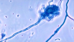 mntr-dha-2357837
