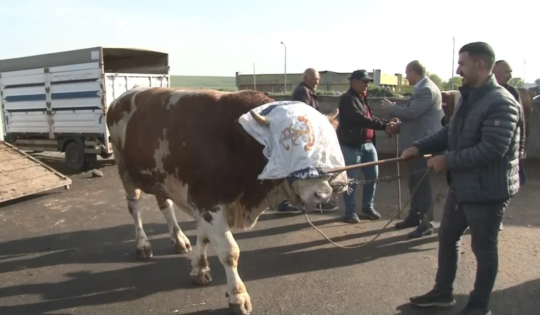 KARS’TA DEV BOĞA RIFKI’YA 300 BİN TL