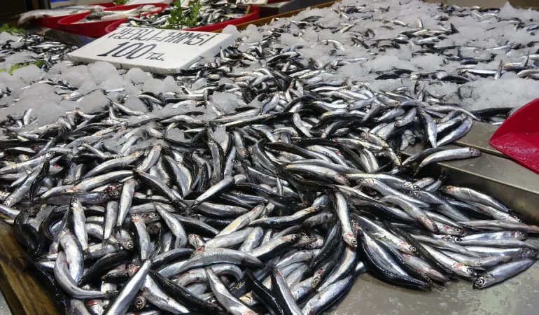 KARADENİZ’DE HAMSİ BEREKETİ SÜRÜYOR: TEZGAHLAR RENKLENDİ